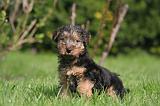 WELSH TERRIER 004